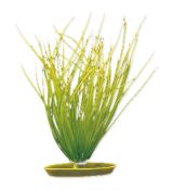 Rostlina Marina Hairgrass 20 cm 1ks