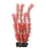 Rostlina Tetra Foxtail Red L 1ks